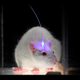 Image for article titled Scientists use gene therapy to control fighting and sex